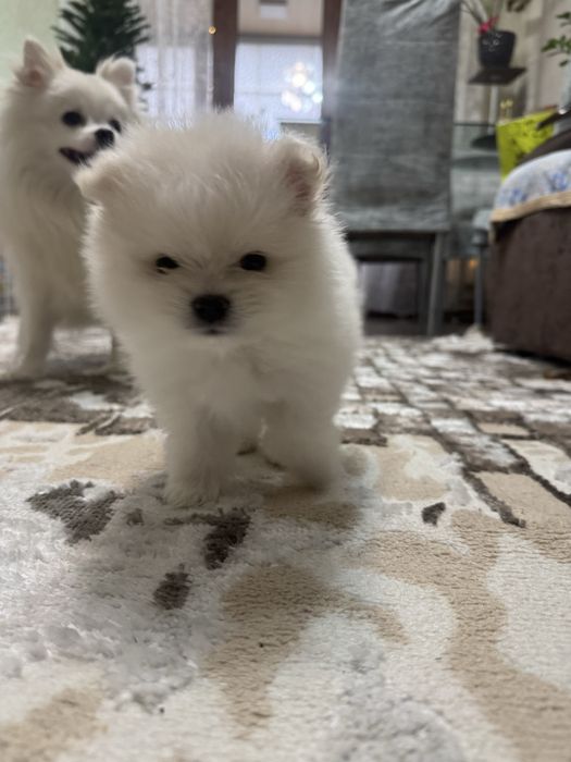 Продам шпицов мини мишки