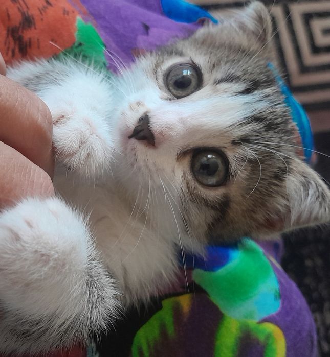 Котёнок скоттиш страйт