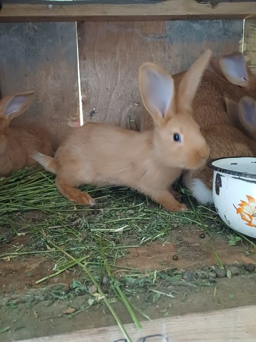 Кроликов продам .