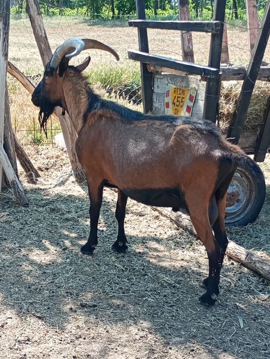 Vând țap Alpin Francez schimb și cu motosapa