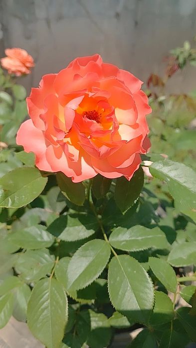 Продам срочно дом!