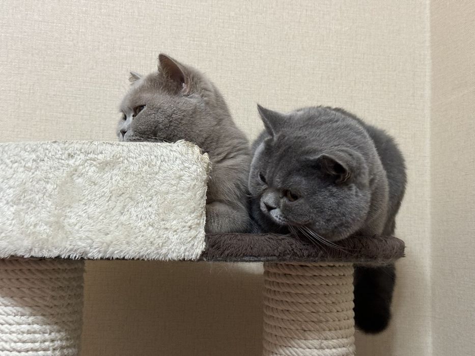 Вязка кота британской породы!