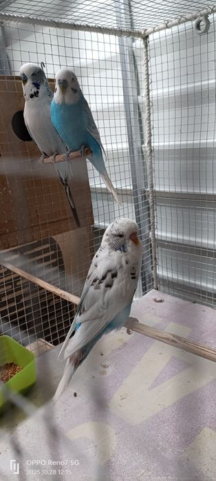 Canari de cantec și peruși