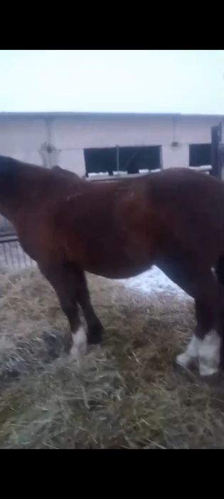 Продаётся жеребец,айғыр, жылқы