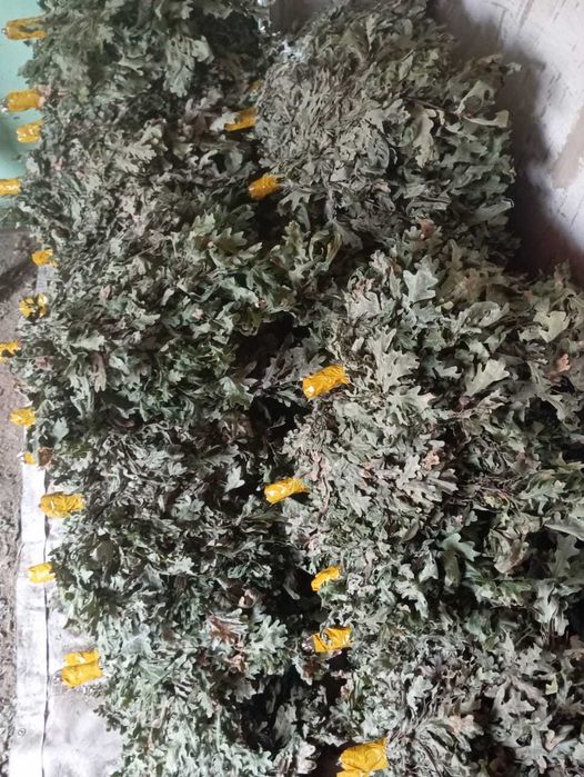 Банные веники дубовые.