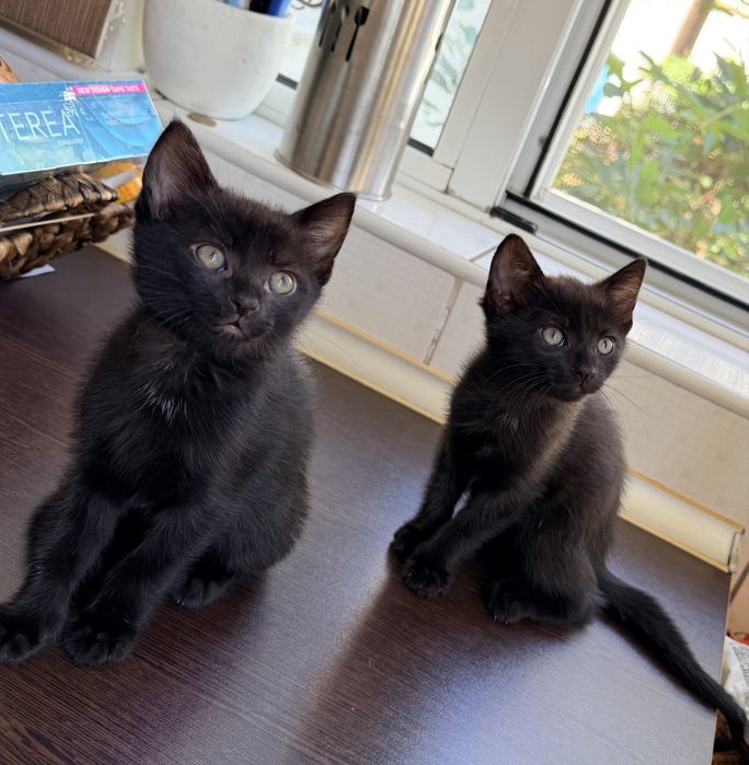 Buna ziua, donez  doi pui de pisica pentru iubitori de animale.