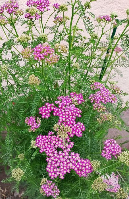 Achillea/ plante perene