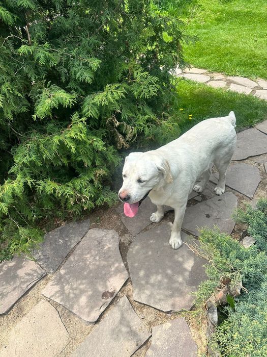 Вязка лабрадор