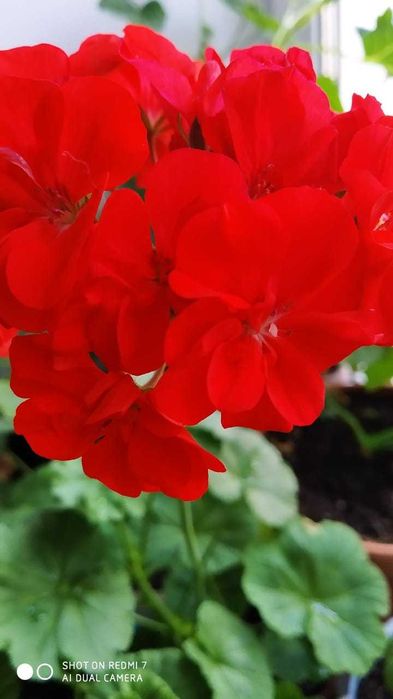 зональная герань