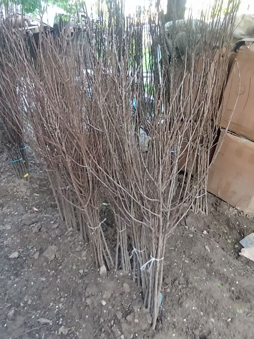 Продам саженцы оптовые цены