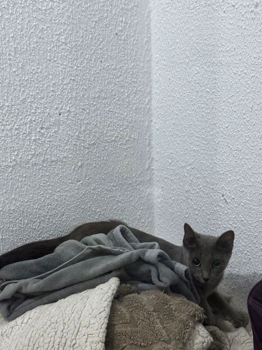 Котенок девочка серый