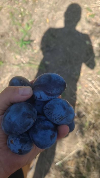 Prune pentru țuică si rachiu
