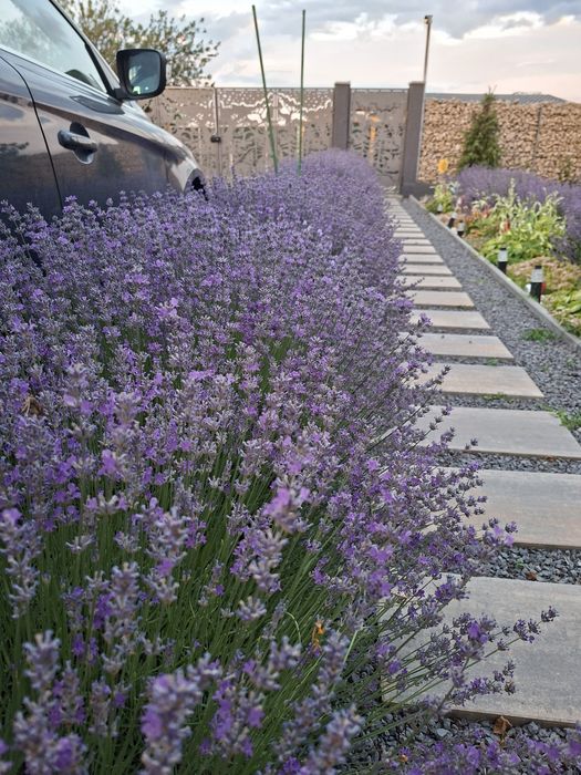 Lavanda proaspăt recoltata