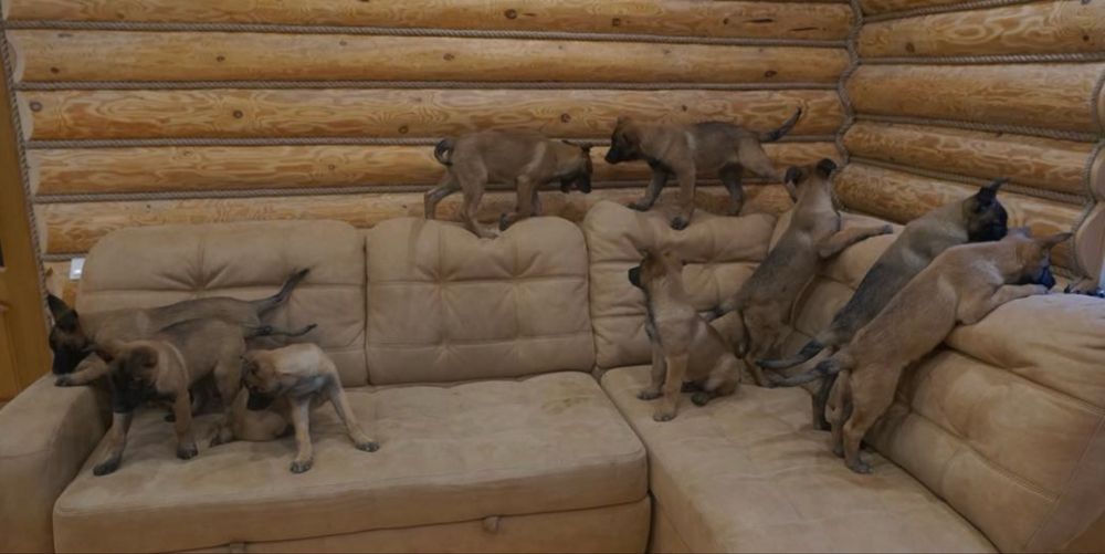 Щенки рабочие овчарки