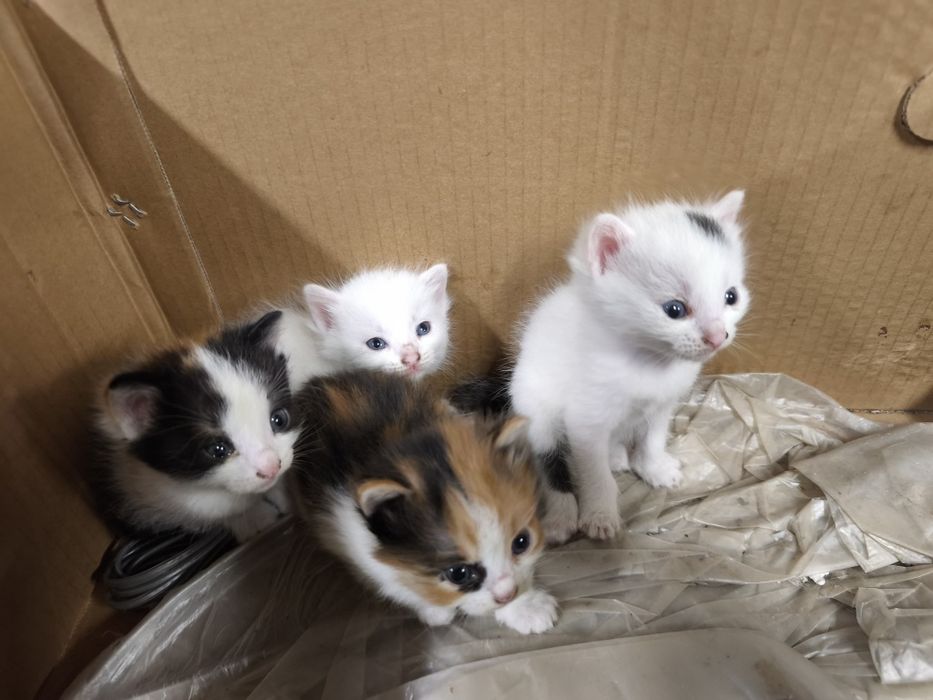 Отдам милых котят в добрые руки