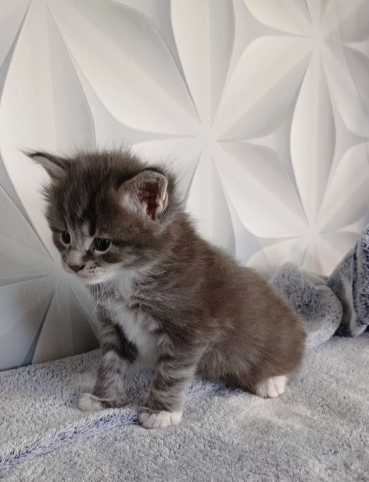Котята Мейн Кун ( питомник)