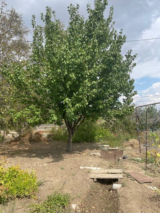 Продается дачный участок ( дача)