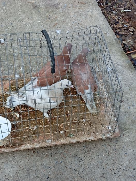 Голуби турецкая такла