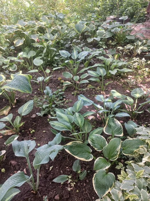 Срочно продам  хосты,папоротники