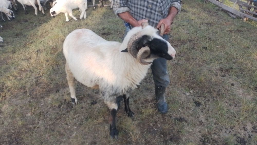 Berbeci de vanzare la al doilea miel