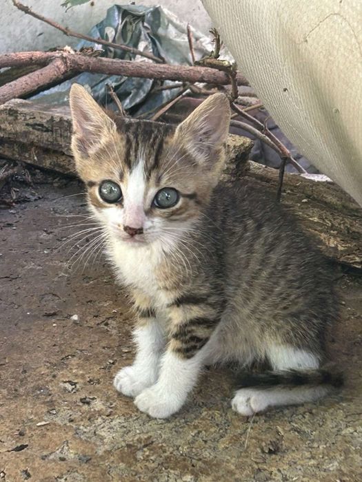 Котета търсят дом
