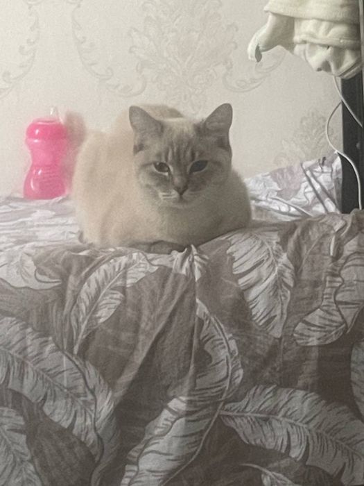 Chiroyli va sogʻlom urgʻochi mushuk sotiladi