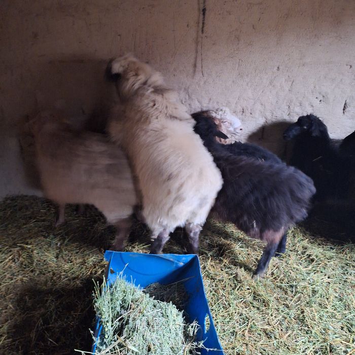 Жас . Ақ Қошқар.