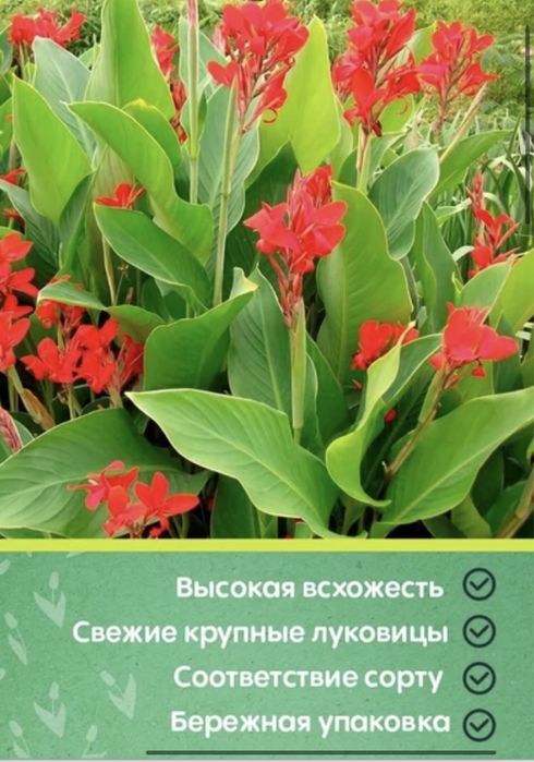Канны, георгины