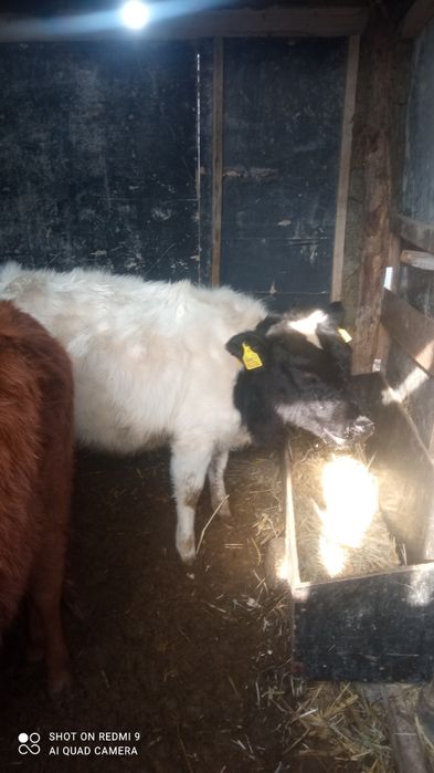 Хунажжин срочно сотилади