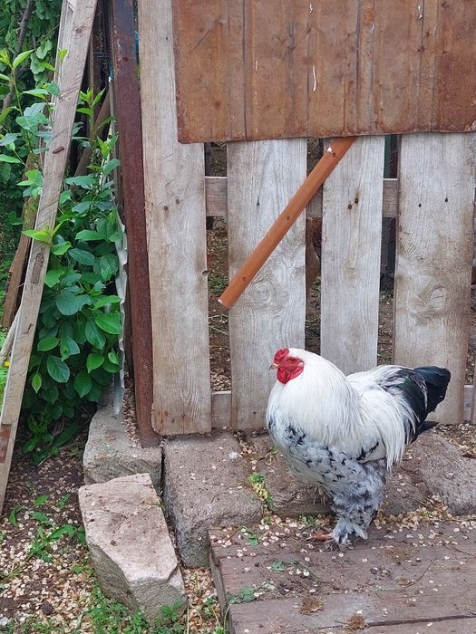 Продам  петуха брама