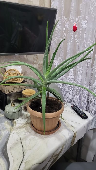 Алоэ лечебное 13 лет.