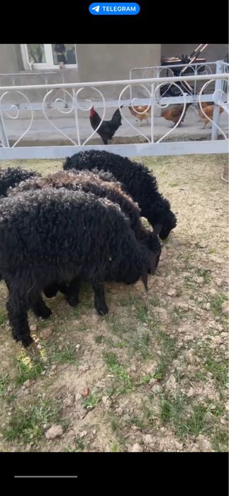 Qo’y qo’chqorla sotiladi