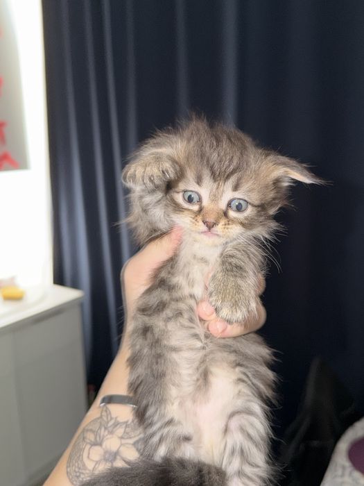Вислоухий котенок мальчик!