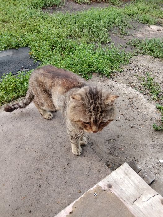 голодный котик в руки(