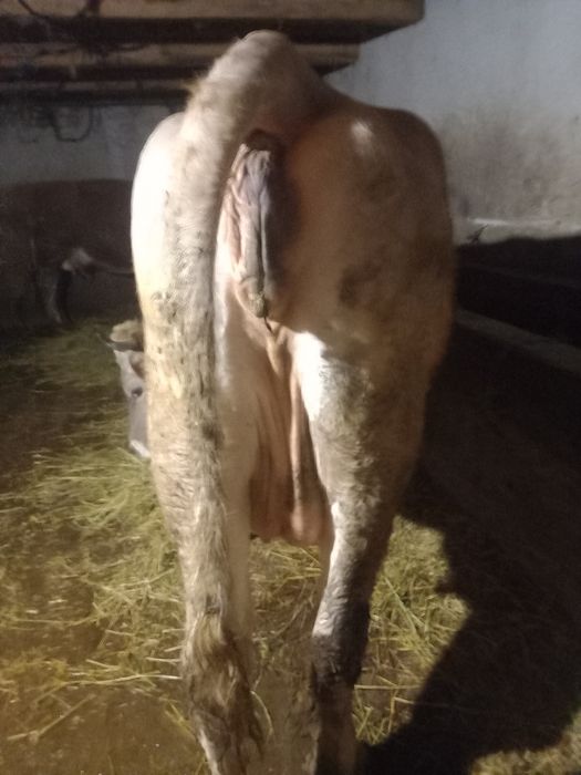 Vând vaca la prima fătare talie mare bruma de Maramureș