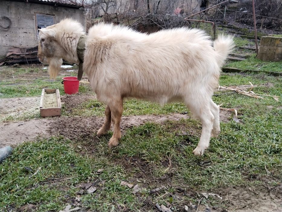 Козёл молочной породы