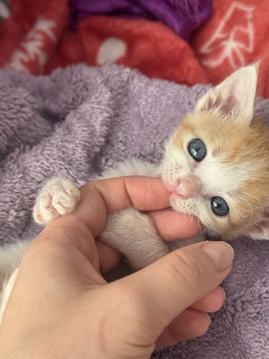 Котенок  родители сфинкс