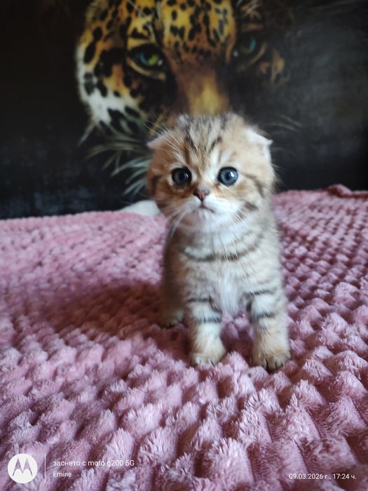 Британски котенца