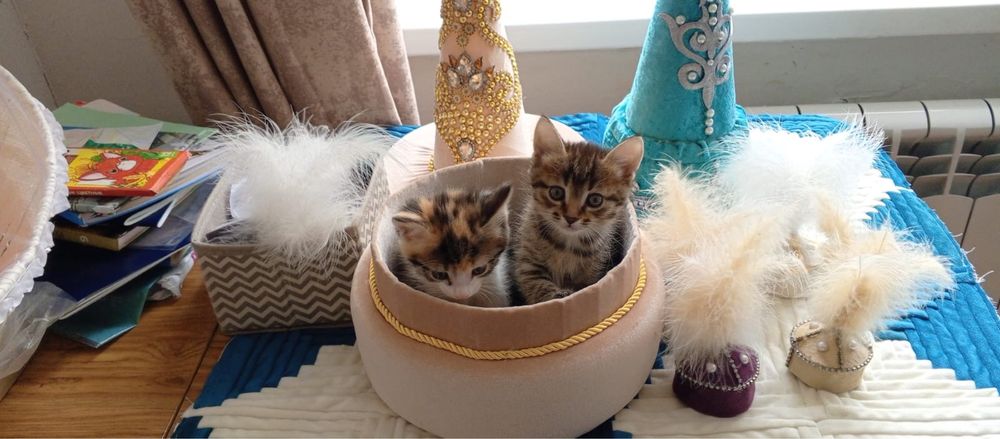 Котята бесплатно