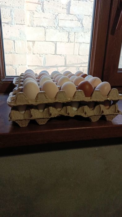 Жұмыртқа салатын