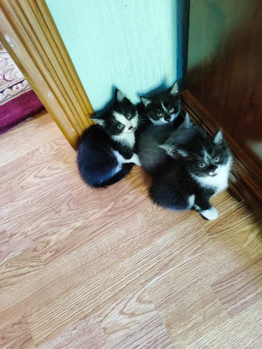 Котята 2 месяца.