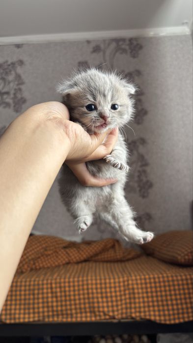 Котята породистые