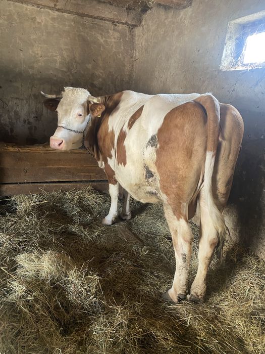 Vaca de vînzaree