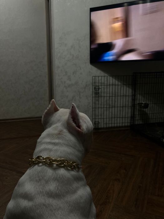 Вязка. Амстафф. Ищем подружку .