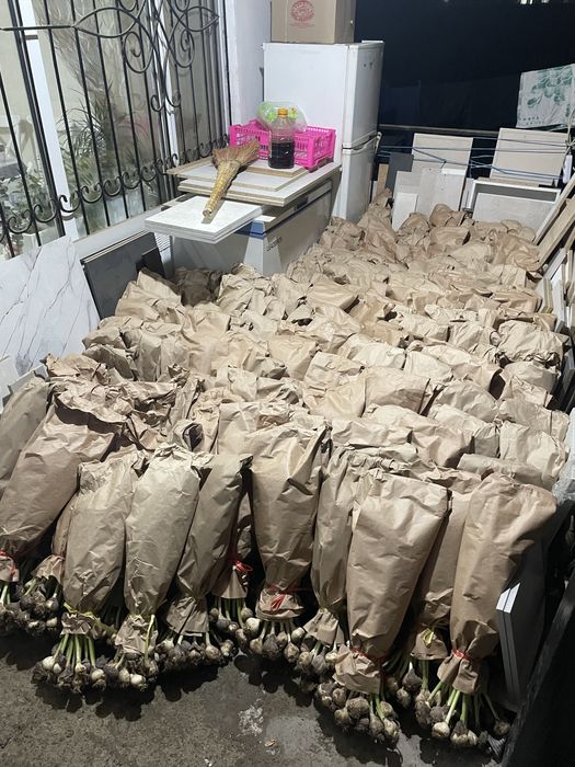 101 тюльпаны Алматы