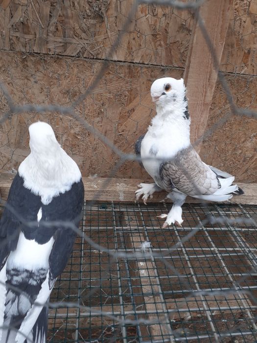 Vând porumbei Satineți