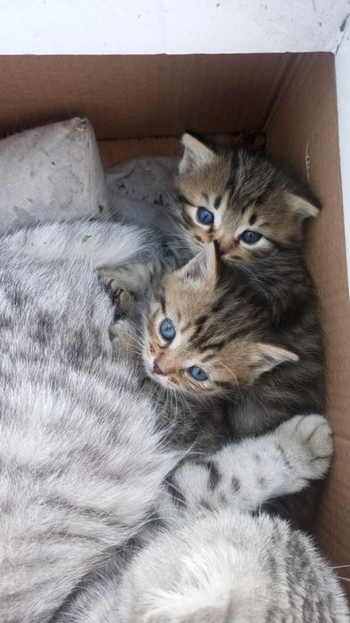 Отдам котят бесплатно