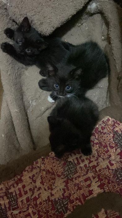 Котята бесплатно