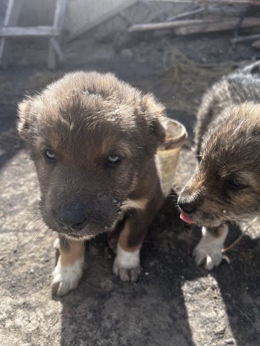 Щенки Алабай девочки, ұрғашы