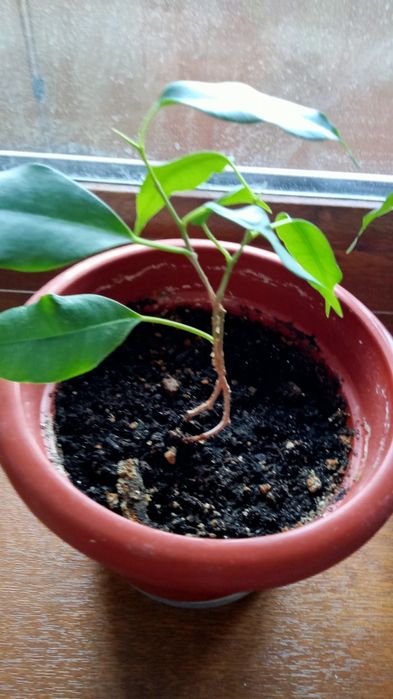 Фикус - Комнатные цветы